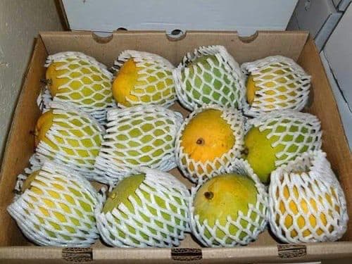 Ratnagiri Alphonso Mango · Aam Native · Premium Alphonso