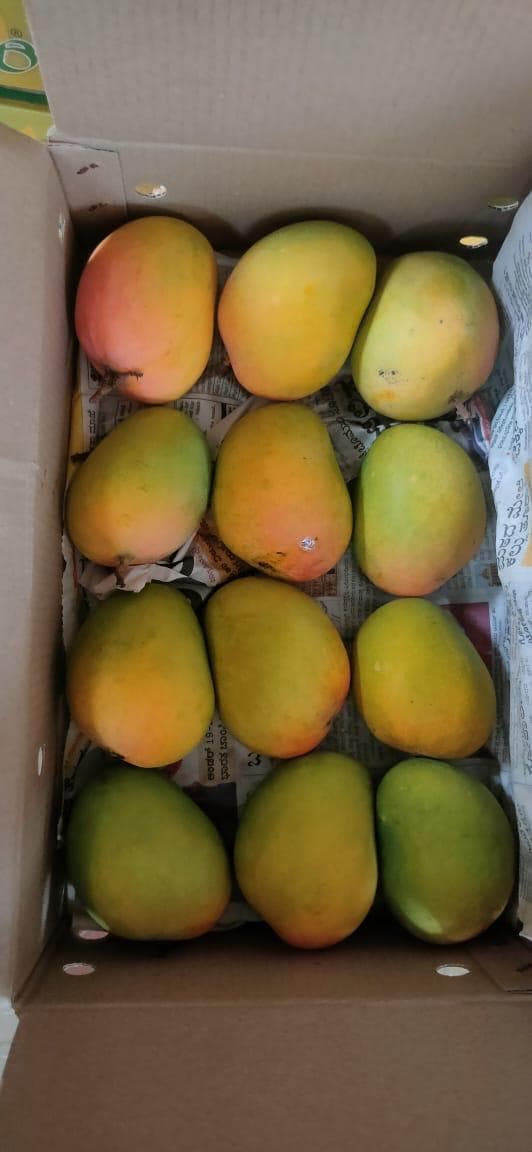 Ratnagiri Alphonso Mango