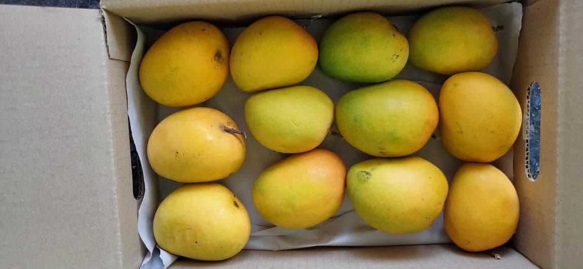 Premium golden Alphonso box ready to ship