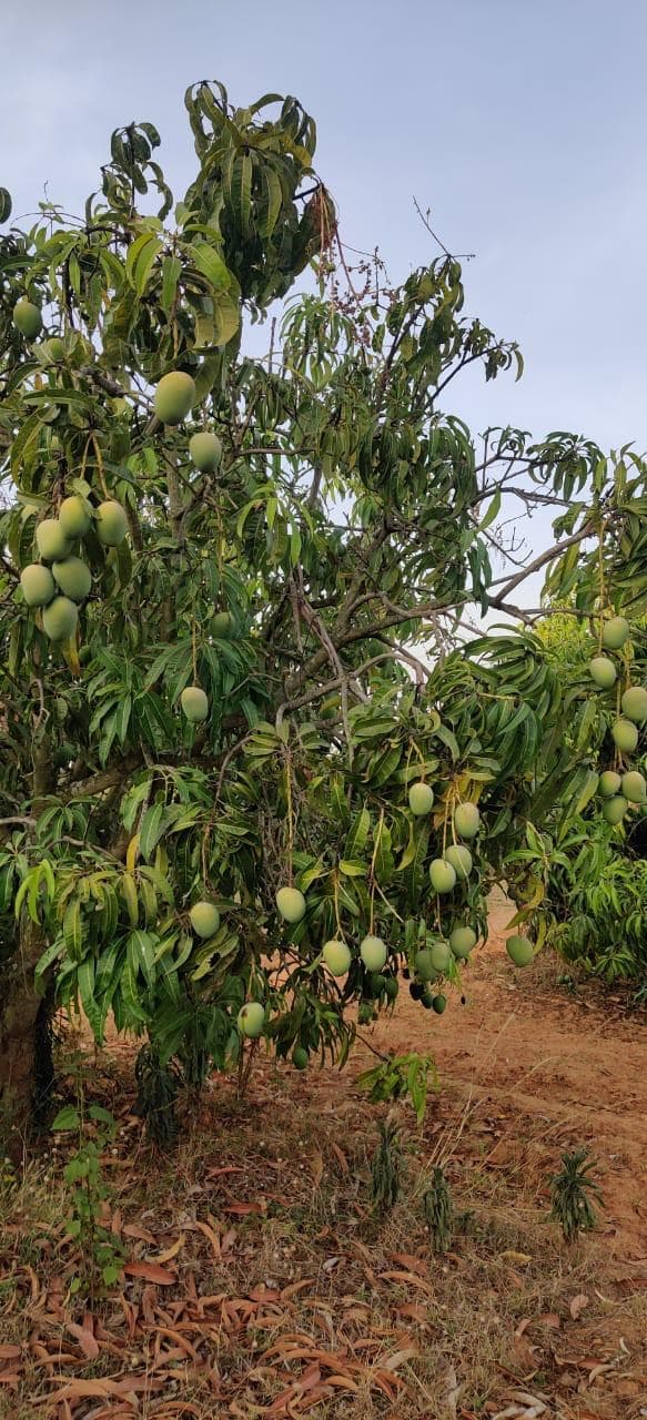 Lush Alphonso mango tree laden with fruit, Aam Native