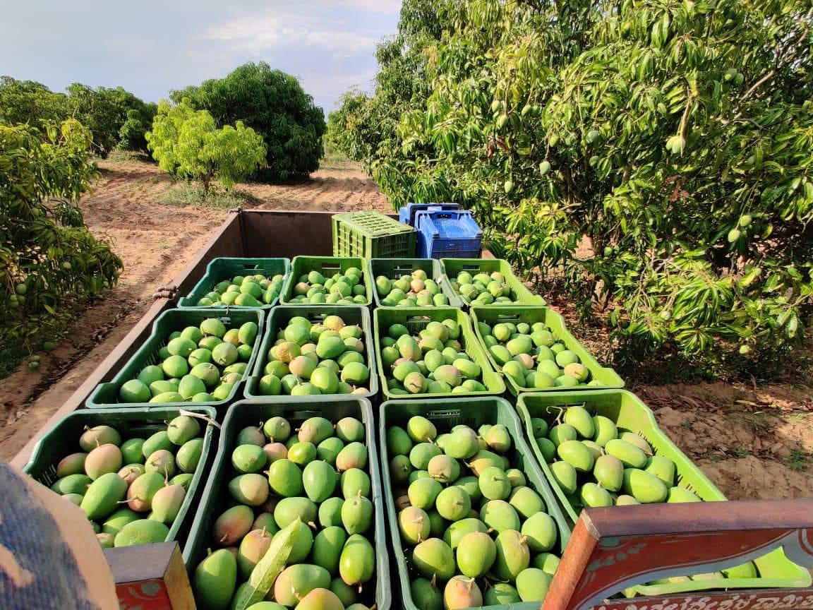 Harvest crates at our Ratnagiri farm