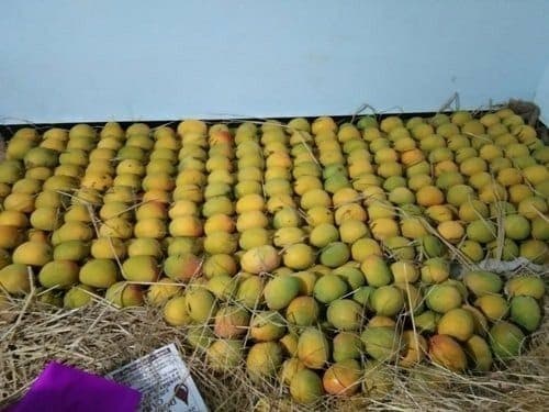 From Hay to Wood: The Evolution of Mango Packaging