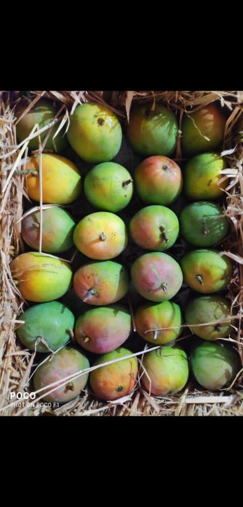 Protecting Your Vision with Vitamin A from Mangoes