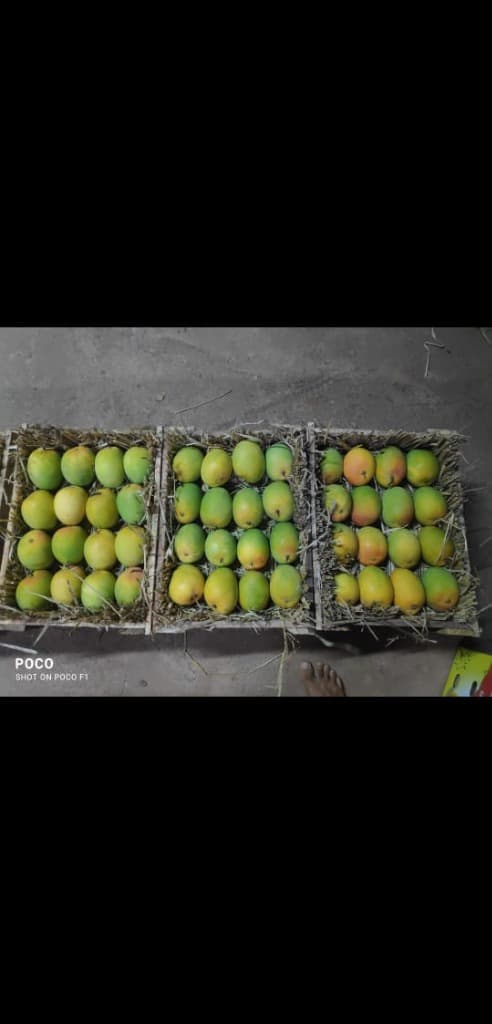 Where to Buy Authentic Alphonso Mangoes in Coimbatore
