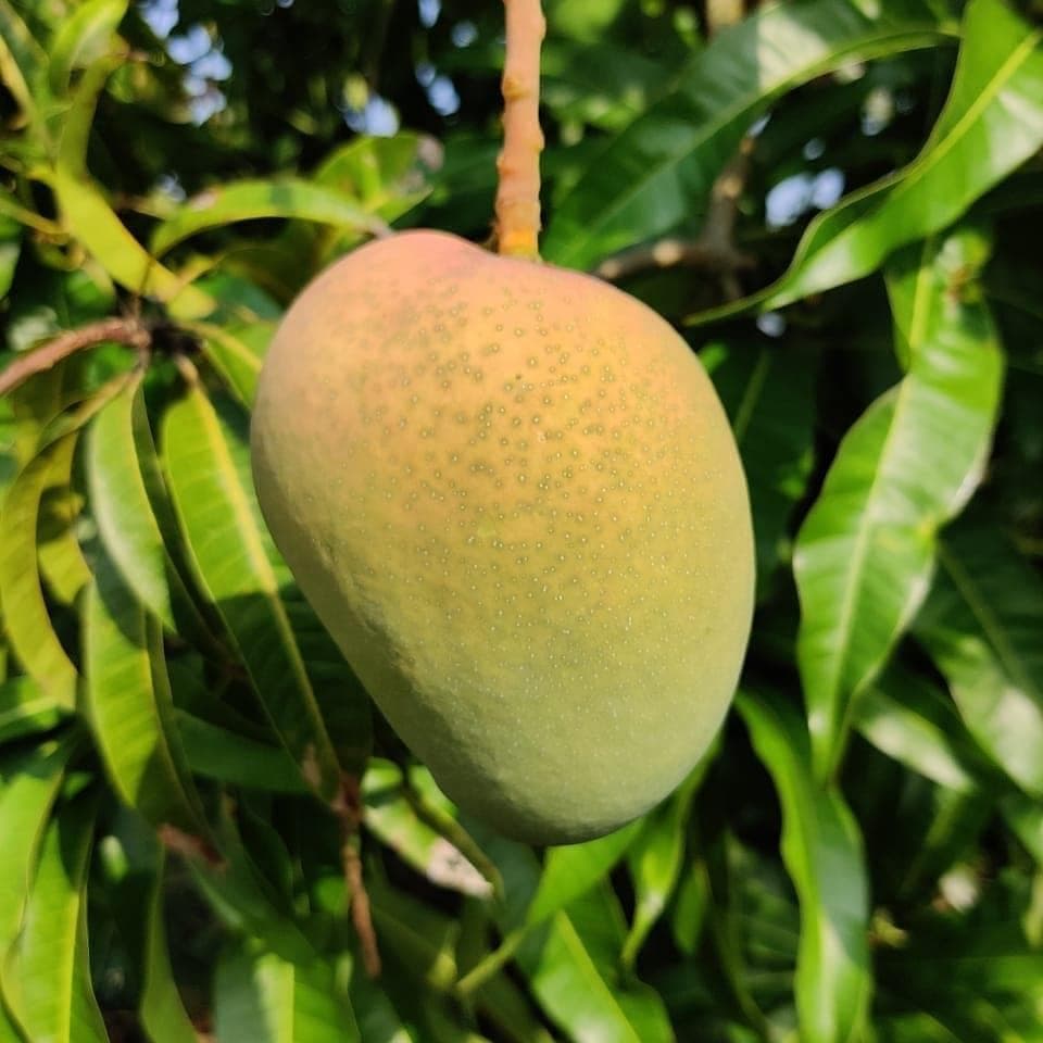 Walking with Giants: Visiting 100-Year-Old Mango Orchards