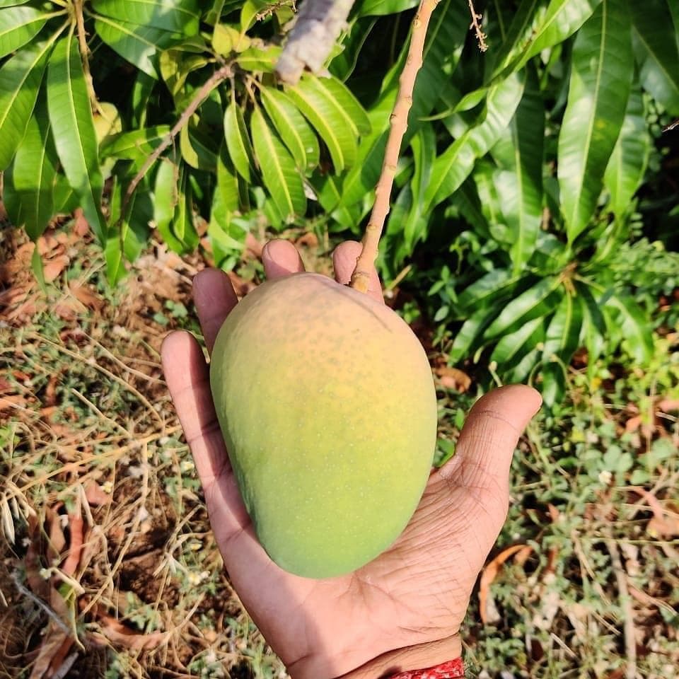 Aam Native, Ratnagiri Alphonso mango orchard, three generations of farming