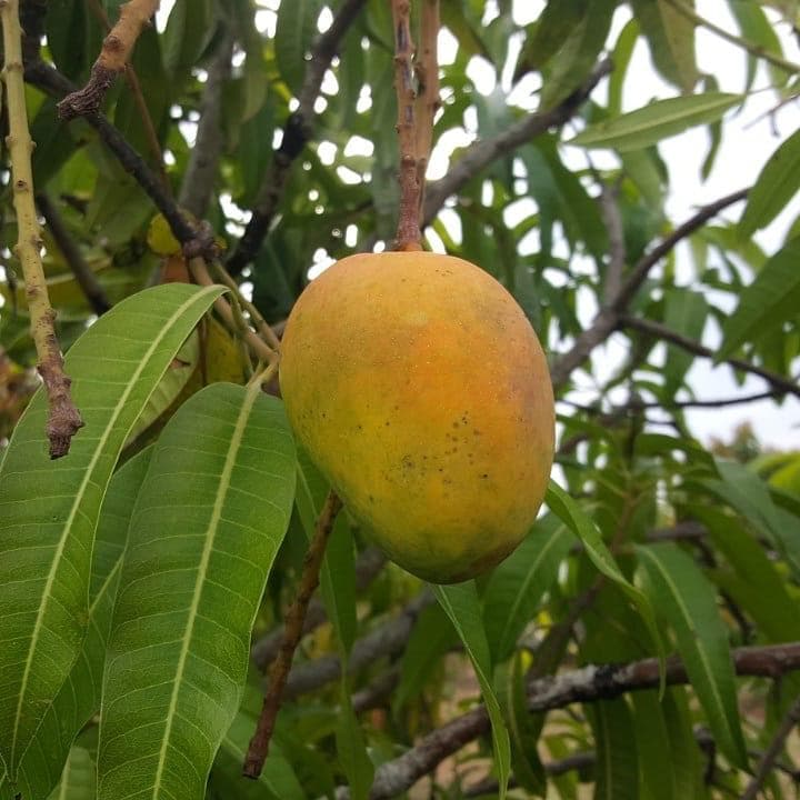 Ripe Alphonso mango on tree