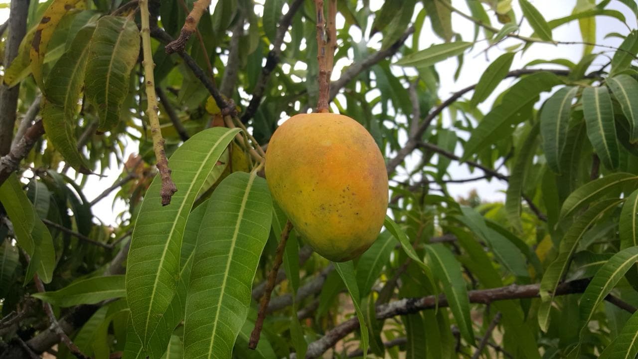 Single Alphonso mango closeup